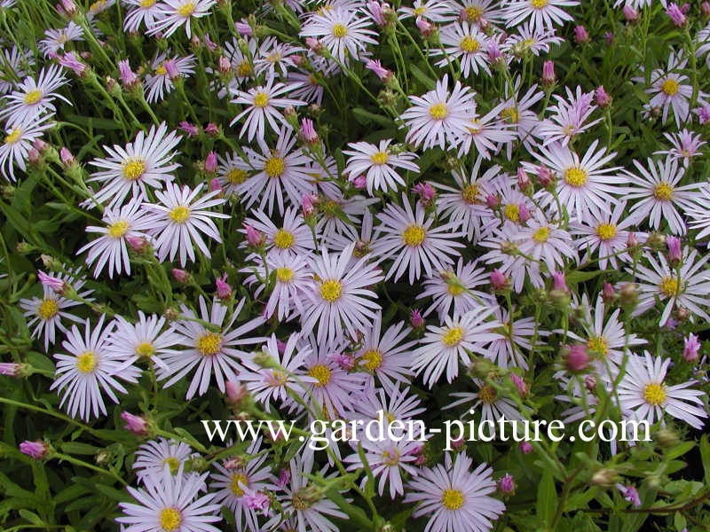 Aster pyrenaeus 'Lutetia'