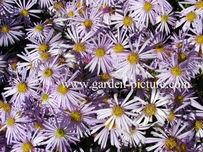 Aster pyrenaeus 'Lutetia'