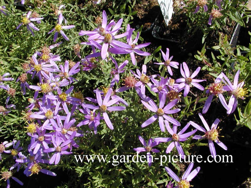 Aster sedifolius 'Nanus'