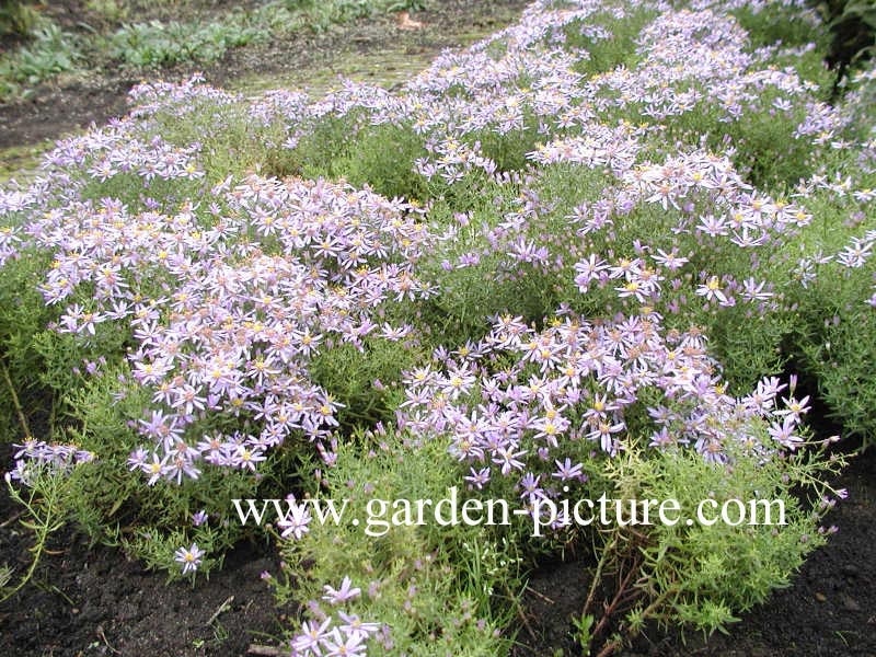 Aster sedifolius 'Nanus'