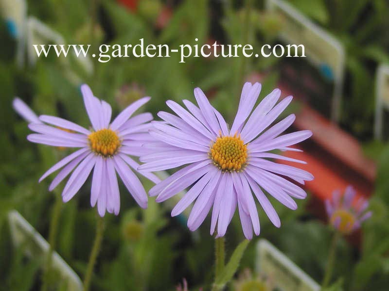 Aster tongolensis 'Wartburgstern'