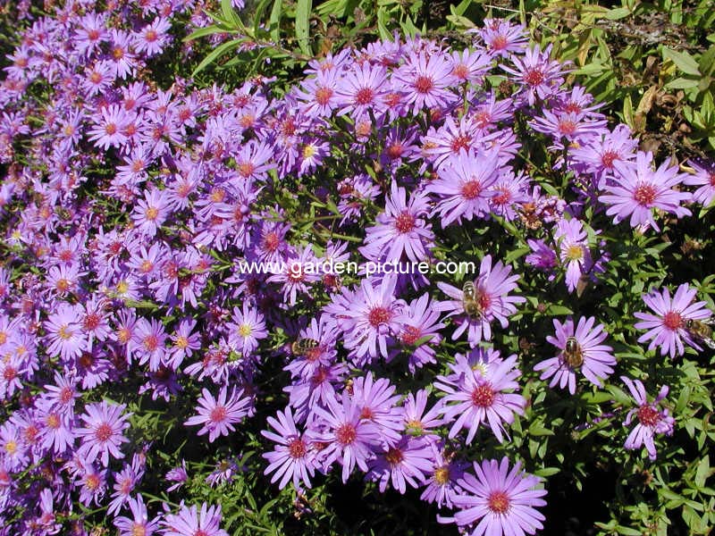 Aster 'Treffpunkt'