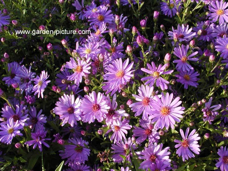 Aster 'Treffpunkt'