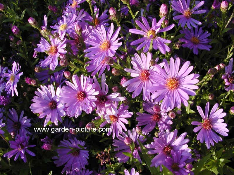 Aster 'Treffpunkt'