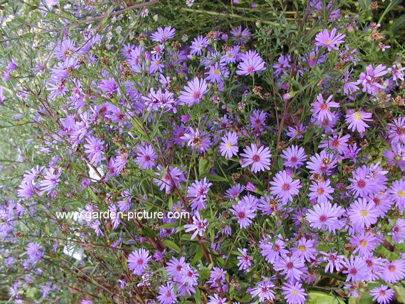 Aster 'Treffpunkt'