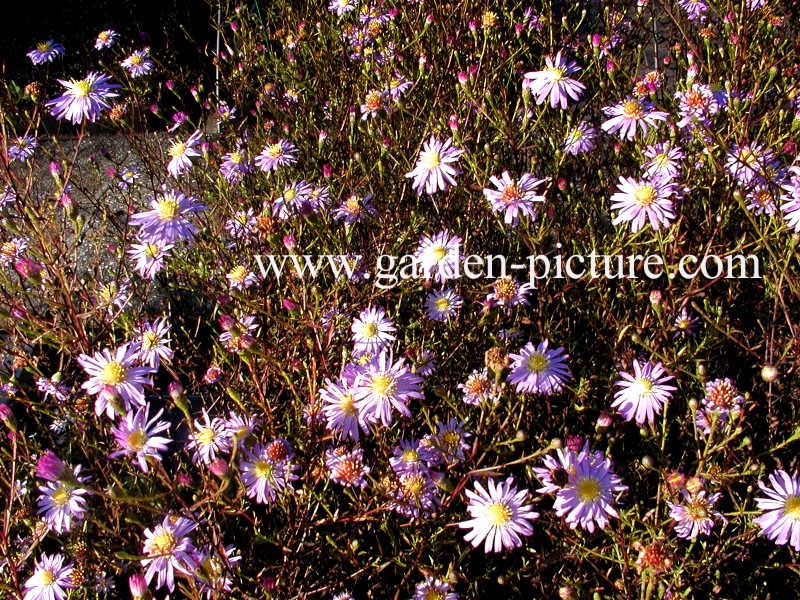 Aster turbinellus