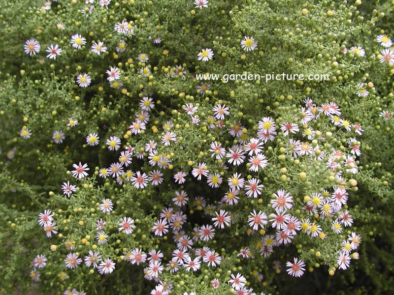 Aster ericoides 'Lovely'