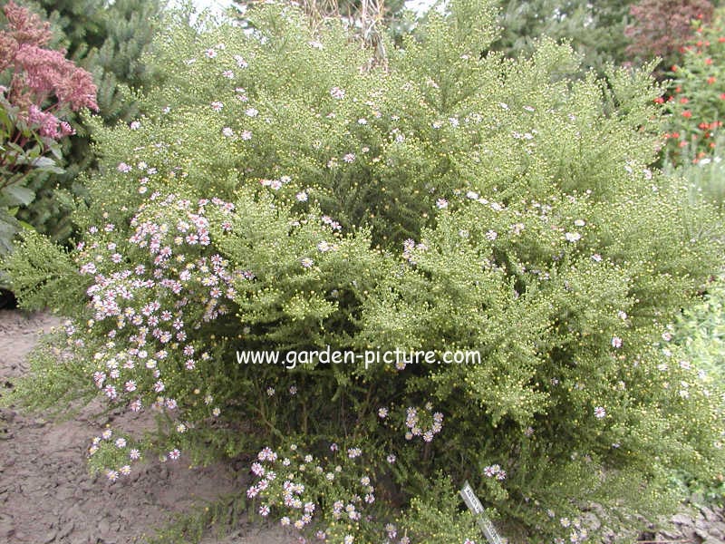 Aster ericoides 'Lovely'