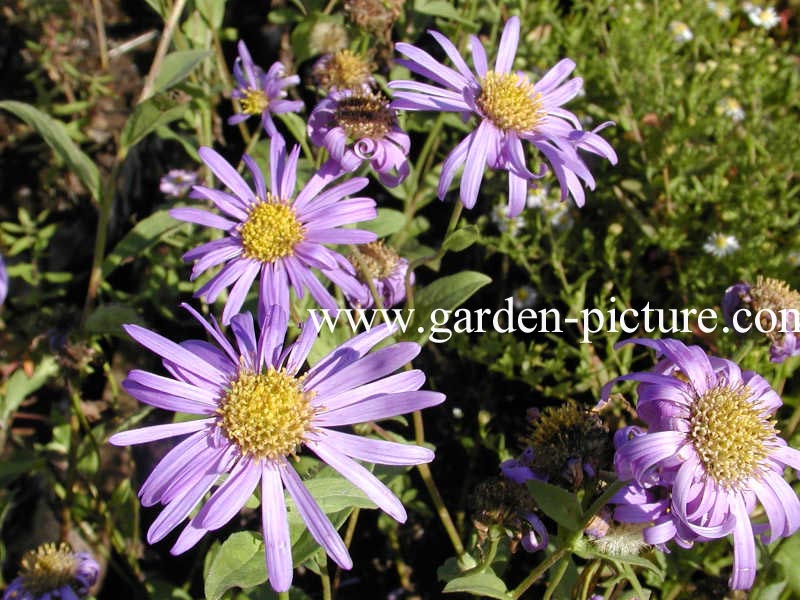 Aster frikartii 'Moench'