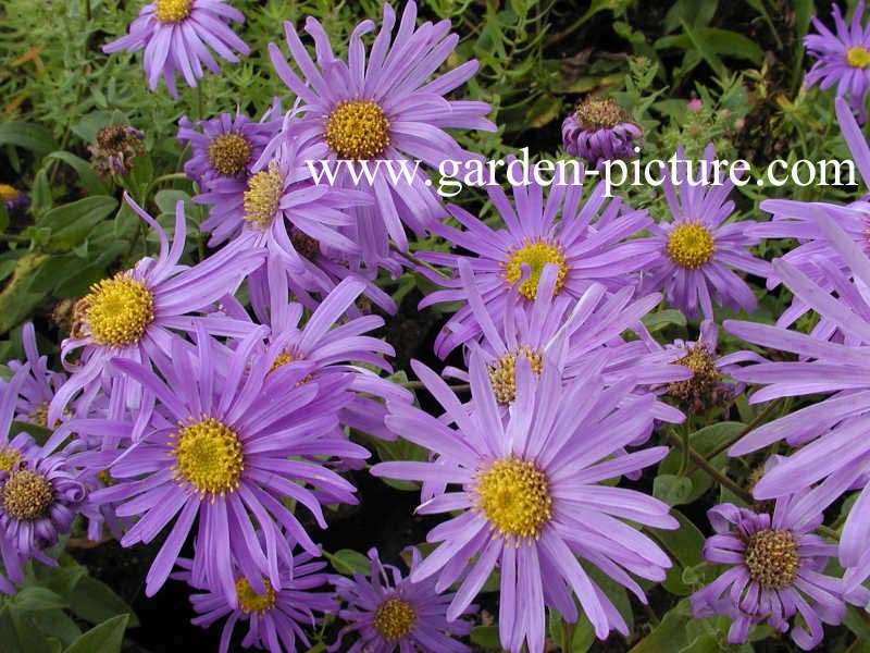 Aster frikartii 'Moench'