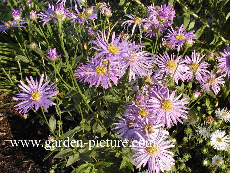 Aster frikartii 'Wunder von Stäfa'