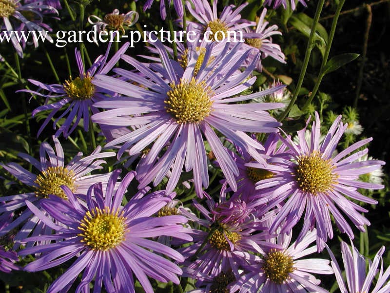 Aster frikartii 'Wunder von Stäfa'