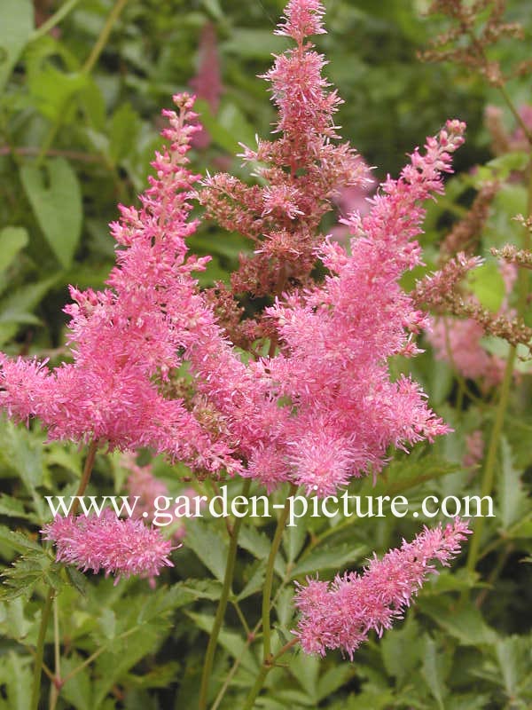 Astilbe 'Anita Pfeffer'