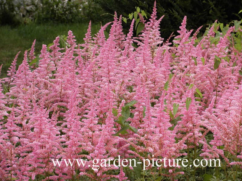 Astilbe 'Cattleya'