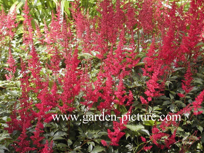 Astilbe 'Fanal'