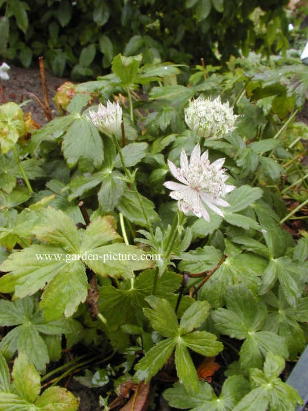 Astrantia major 'Berendien Stam'