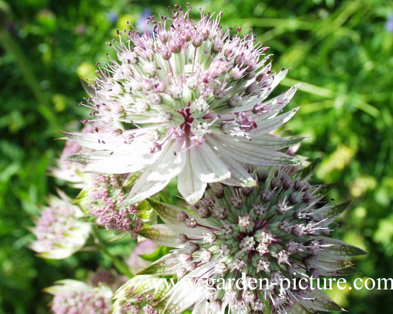 Astrantia major