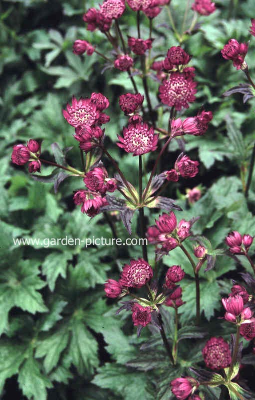 Astrantia major 'Abbey Road'