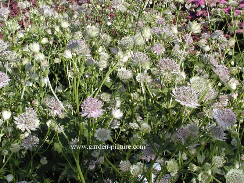 Astrantia major 'Berendien Stam'