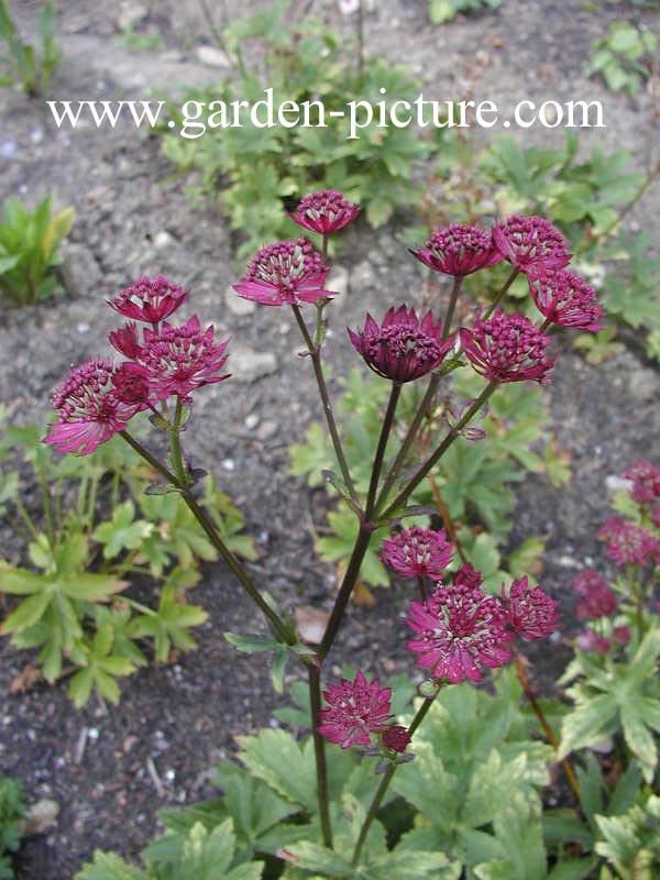 Astrantia major 'Ruby Wedding'