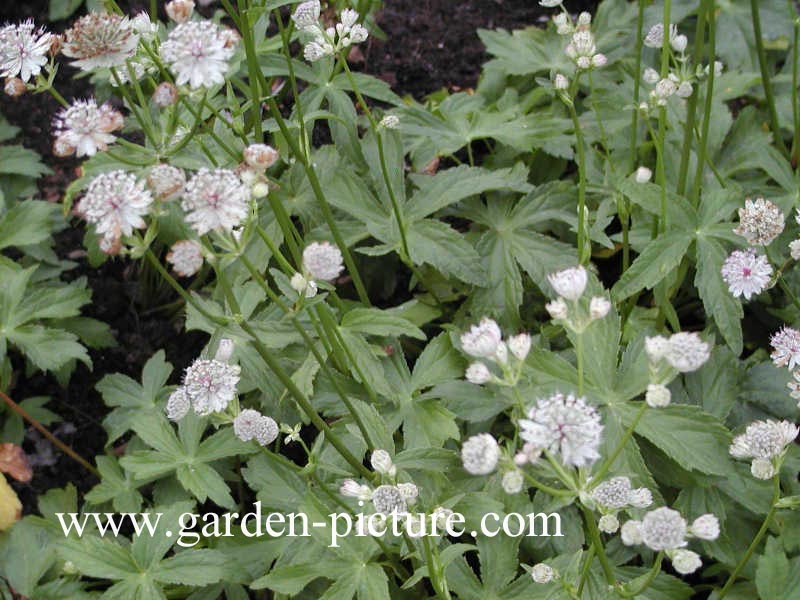 Astrantia major 'Sunningdale Variegated'