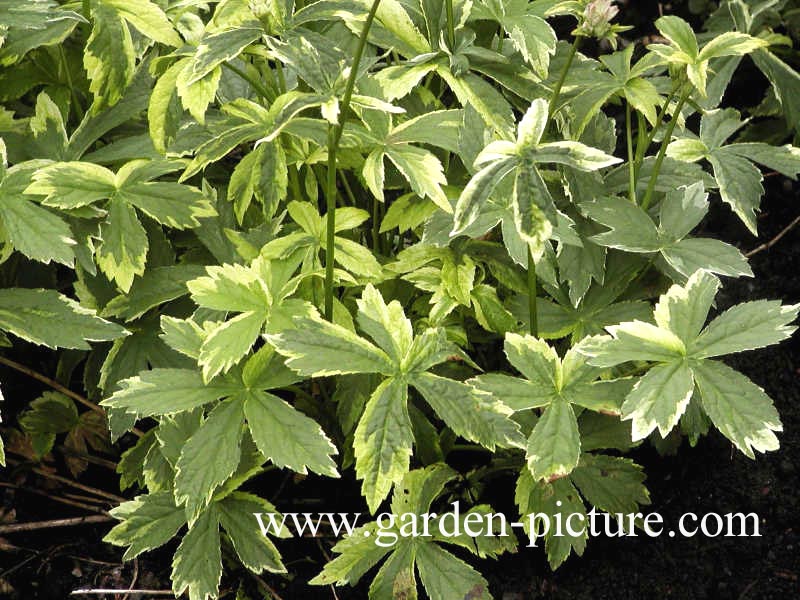 Astrantia major 'Sunningdale Variegated'