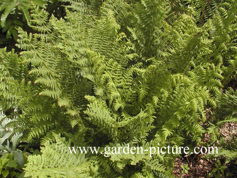 Athyrium filix-femina