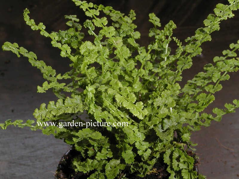 Athyrium filix-femina 'Frizelliae'