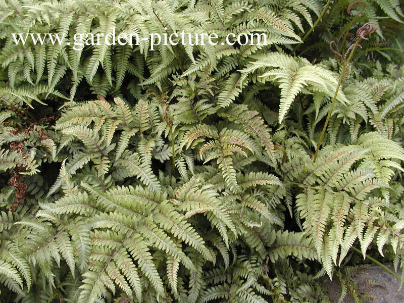 Athyrium niponicum 'Pictum'