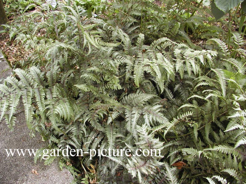 Athyrium niponicum 'Pictum'