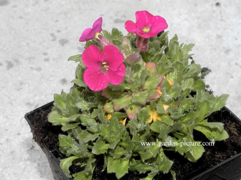 Aubrieta 'Bressingham Red'