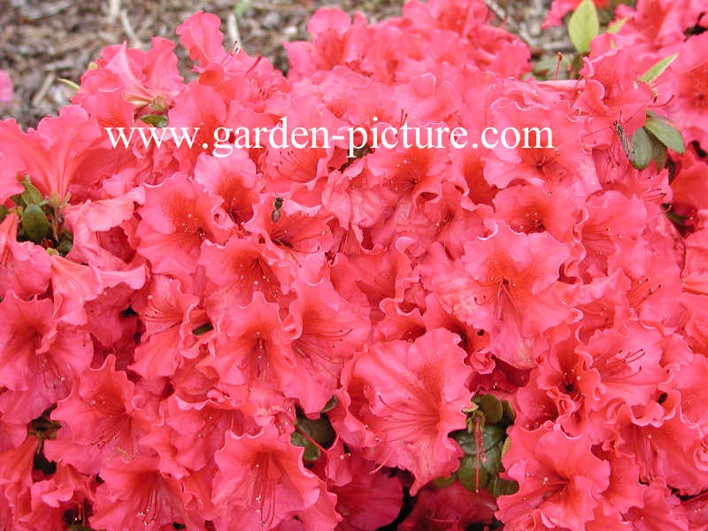 Azalea 'Vuyks Scarlet'