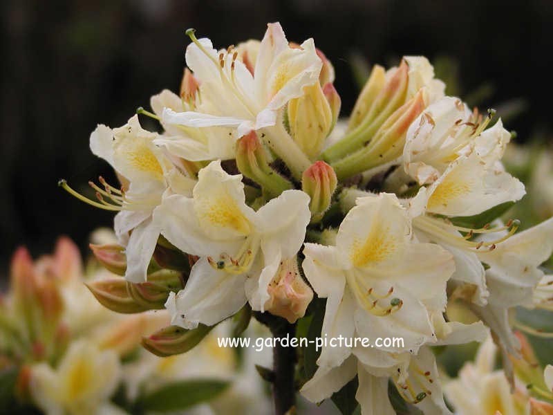 Azalea 'Daviesii'