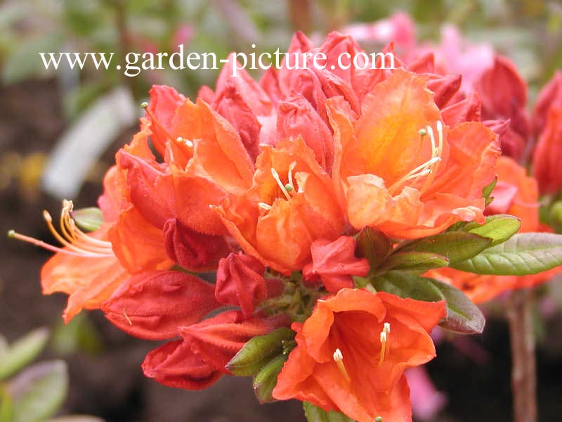 Azalea 'Feuerwerk'