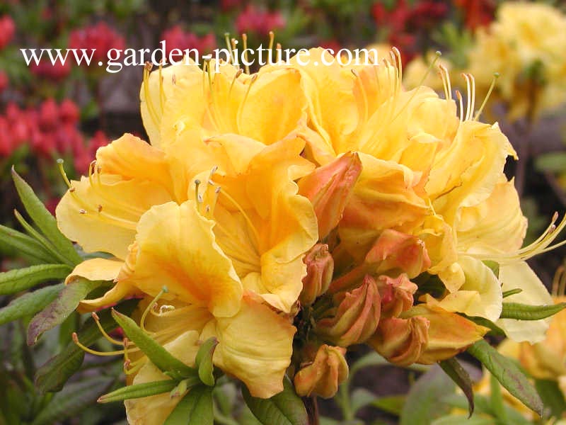 Azalea 'Golden Sunset'