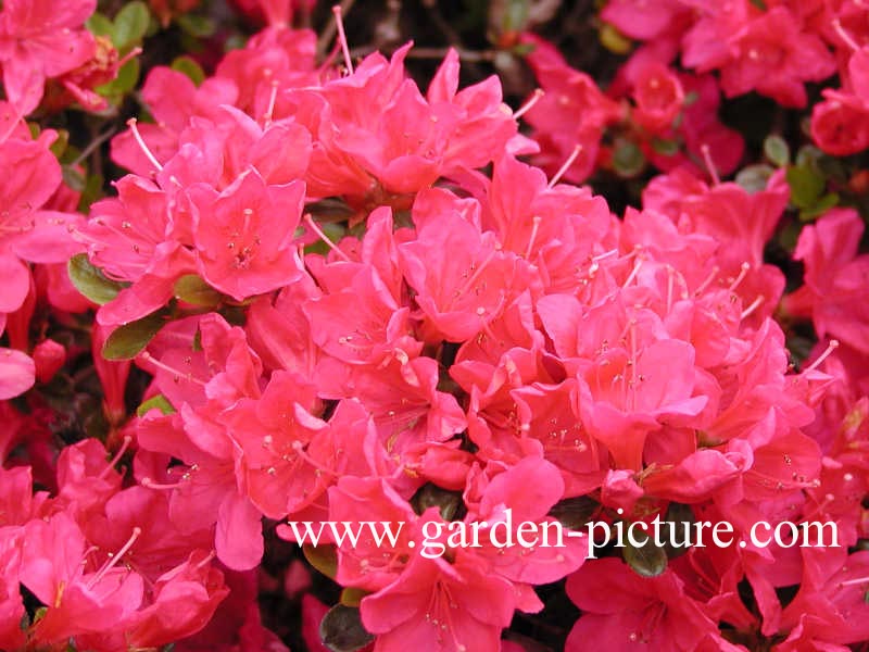 Azalea 'Anne Frank'