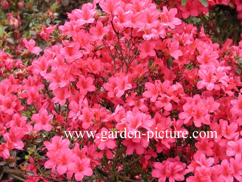 Azalea 'Excelsior'