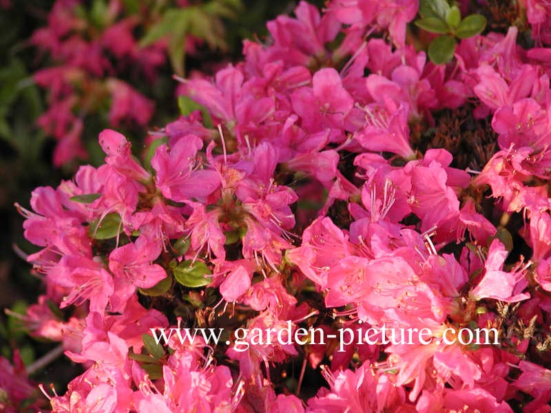 Azalea 'Explorer'