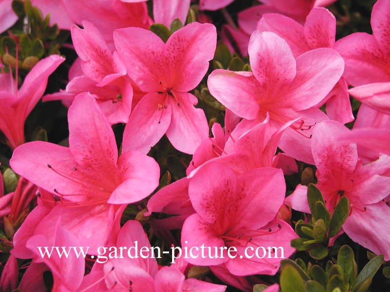 Azalea 'Gaiety'