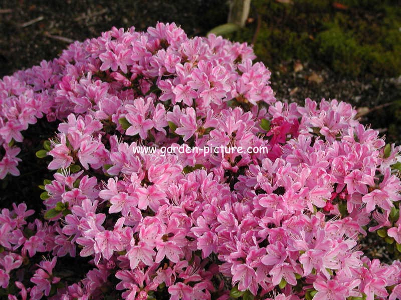 Azalea 'Kermesina Rose'