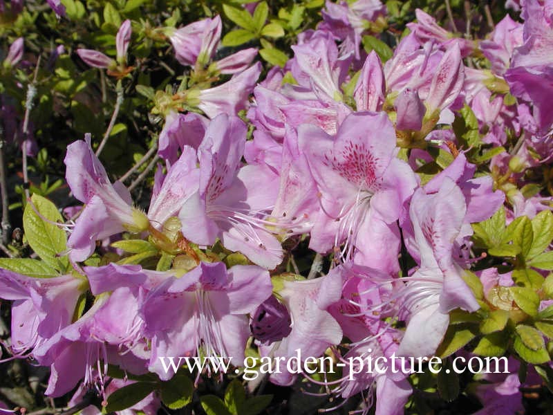 Azalea 'Ledicanense'