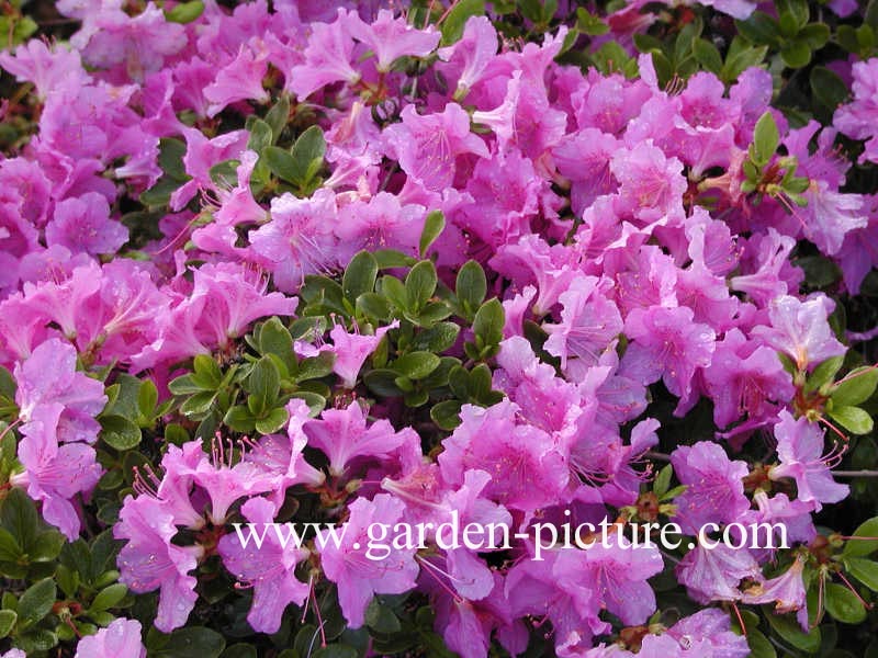 Azalea 'Labe'