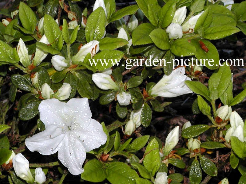 Azalea 'Everest'