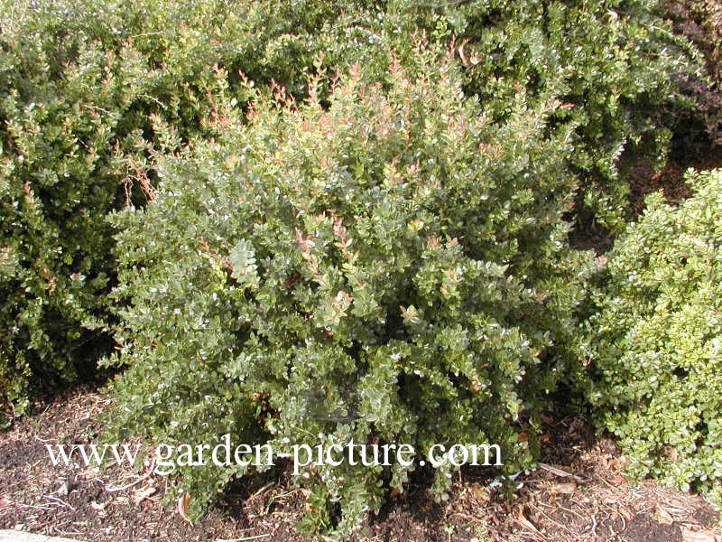 Berberis buxifolia 'Nana'