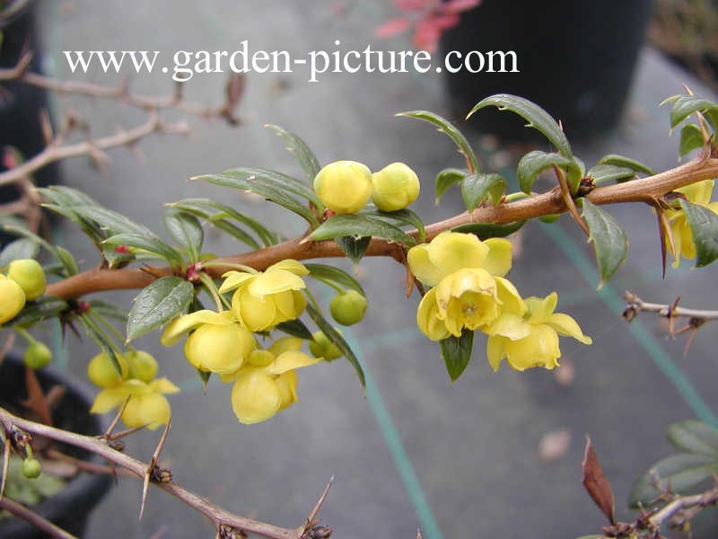 Berberis hypokerina