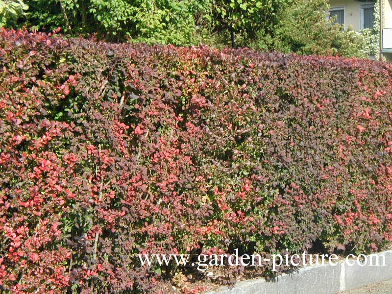 Berberis thunbergii 'Atropurpurea'