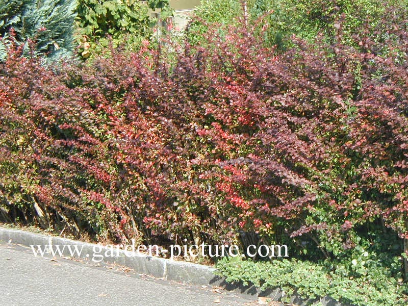 Berberis thunbergii 'Atropurpurea'