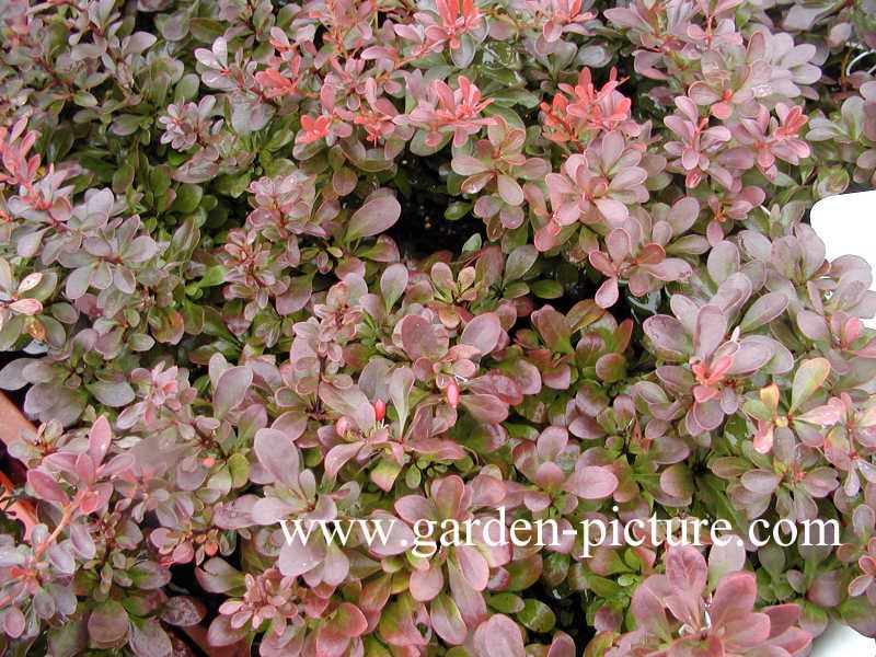 Berberis thunbergii 'Atropurpurea Nana'