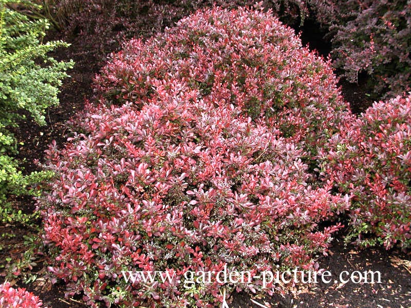 Berberis thunbergii 'Atropurpurea Nana'