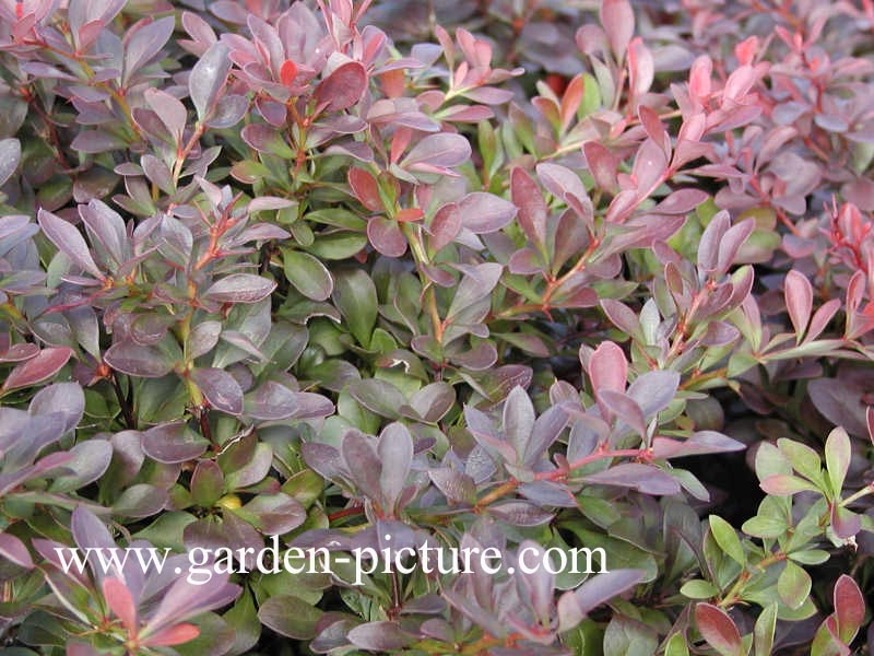 Berberis thunbergii 'Atropurpurea Nana'